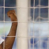 Moreira: Partizan je san