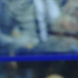 Skandalozno ponašanje Vujoševića